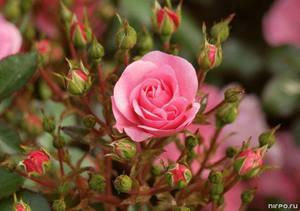 Как ухаживать за розами весной? - фото