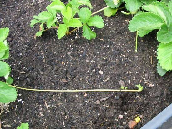 Как рассадить клубнику  семена и розетки с фото