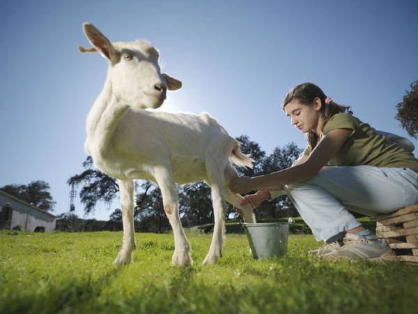 Как раздоить козу - методы и подходы - фото