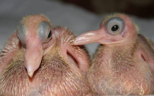 Способ размножения голубей и откладывание яиц с фото