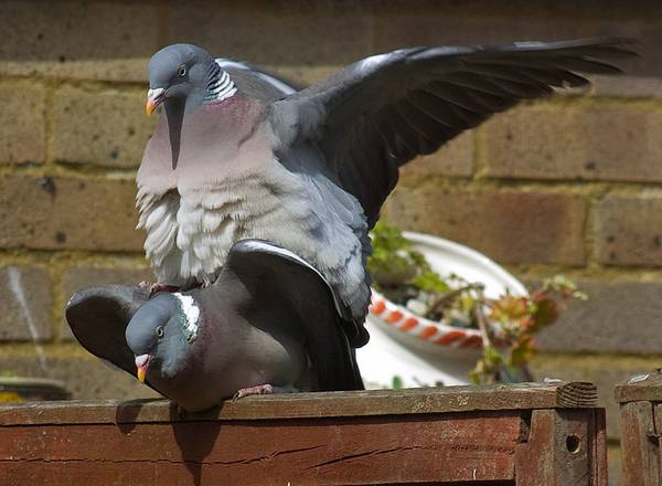 Спаривание голубей: тонкости размножения с фото