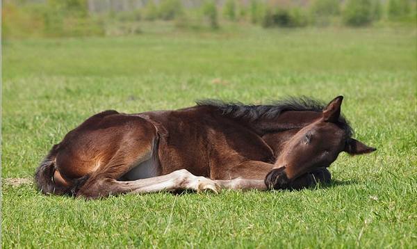 В какой позе спят лошади - фото