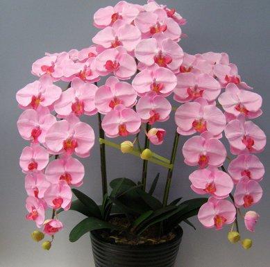 Как вырастить прекрасные цветы орхидеи у себя дома - фото