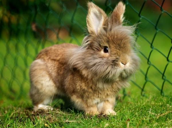 Строение зрения у кроликов: что и как они видят - фото