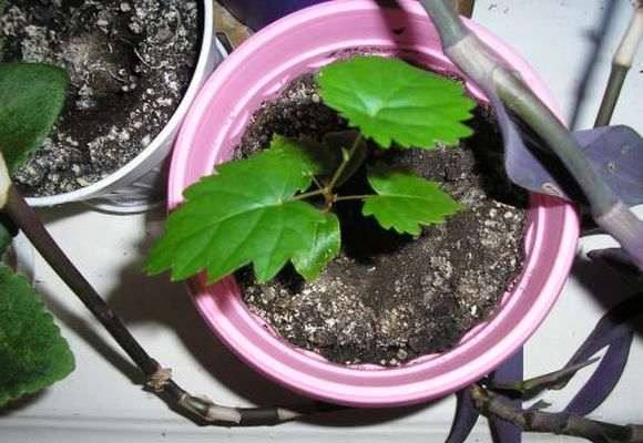 Способы выращивания винограда в домашних условиях из косточки - фото