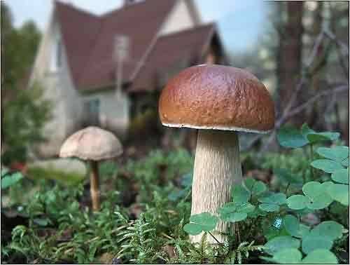 Какие и как вырастить грибы на даче своими силами - фото