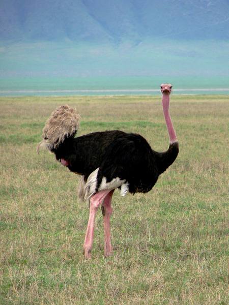 Как быстро может бежать страус? с фото