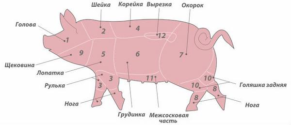 Выход мяса у свиней - определение и расчет с фото