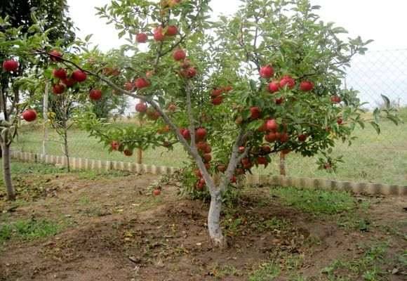 Сорта и выращивание яблони на карликовом подвое с фото