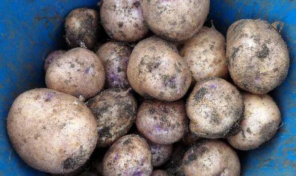 Как вырастить картофель «Синеглазка»? с фото