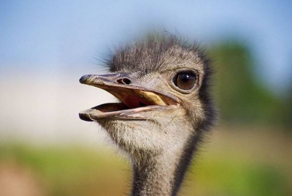 Длинноногий бегун родом с Африканского континента - страус с фото