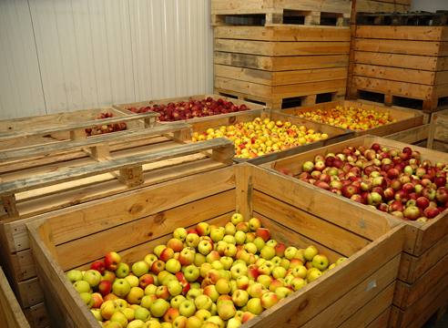 Хранение яблок зимой  чтобы урожай был в целости и сохранности с фото