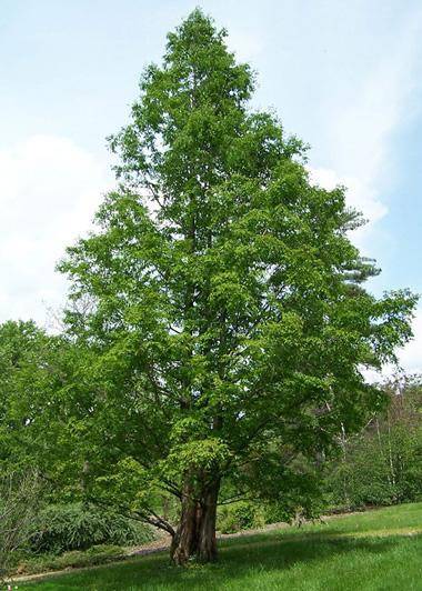 Хвойное дерево лиственница живет до 500 лет - фото