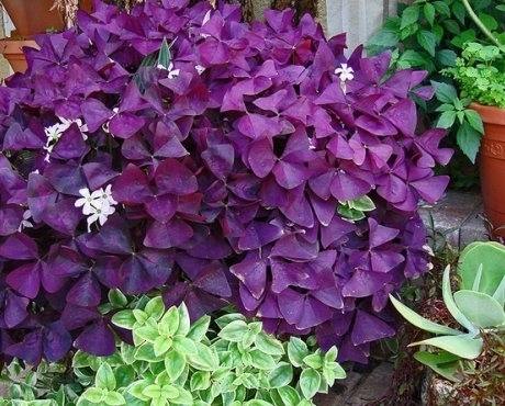 Кислица фиолетовая: характеристика, уход и борьба с вредителями растения с фото