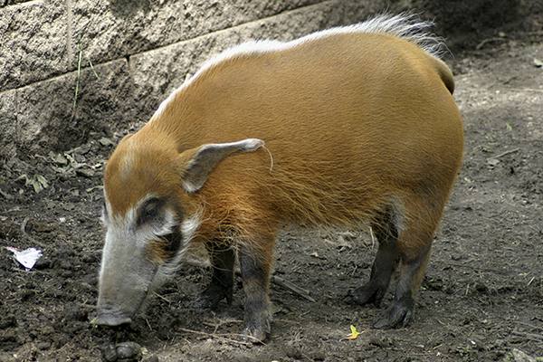 Кистеухая свинья: описание и характеристики