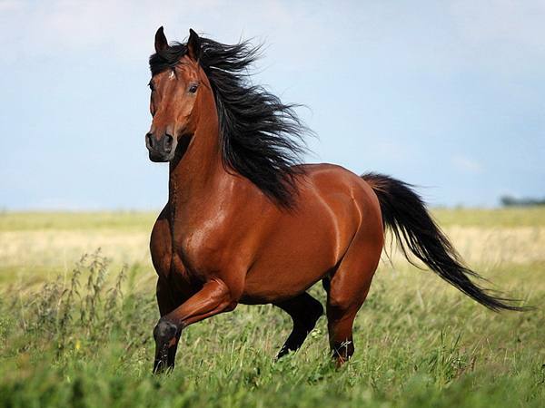 Как назвать лошадь: подбираем подходящую кличку - фото