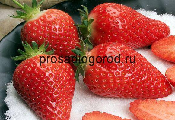 Сорт клубники Альба: агротехника, характеристика и описание ягод с фото
