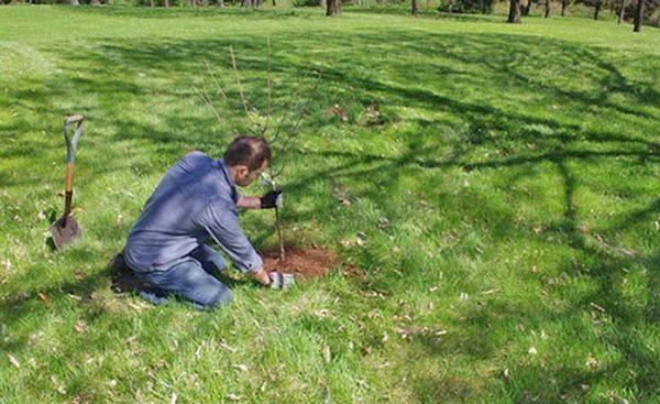 Как правильно посадить и обеспечить уход колоновидной груше - фото