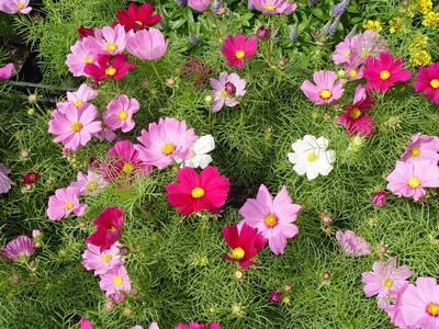 Выращиваем космею: нежные цветки с символом оптимизма - фото
