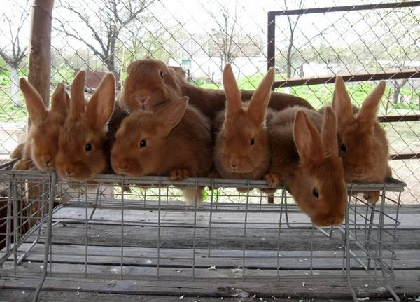 Каких кроликов разводят в Беларуси с фото