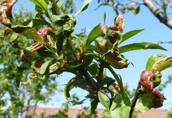 Методы борьбы с курчавостью листьев персика - фото