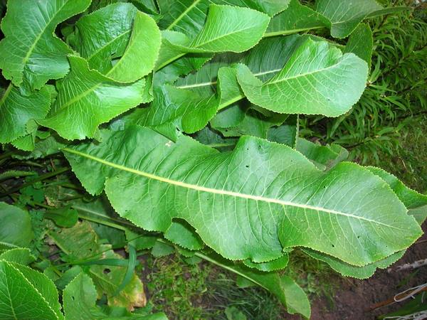 Листья хрена в народной медицине  целебные свойства растения - фото