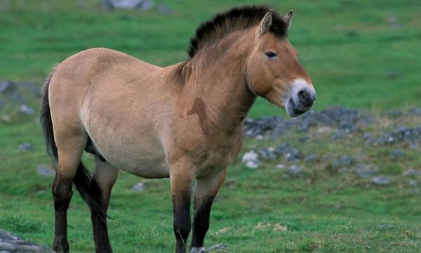 Полная информация о лошадях Пржевальского - фото