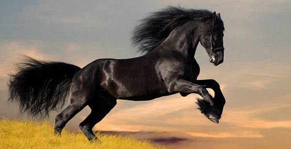 Описание и особенности лошадей-иноходцев - фото