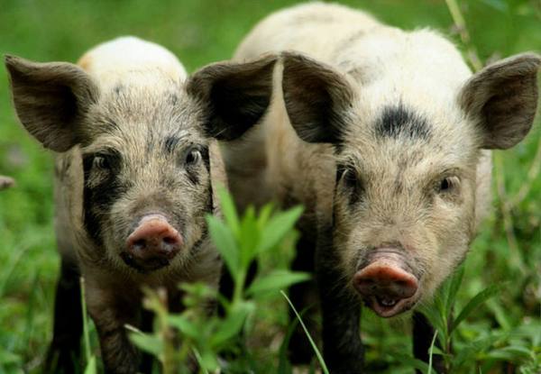 Миргородская порода свиней: характеристика, фото, особенности содержания, плюсы и минусы