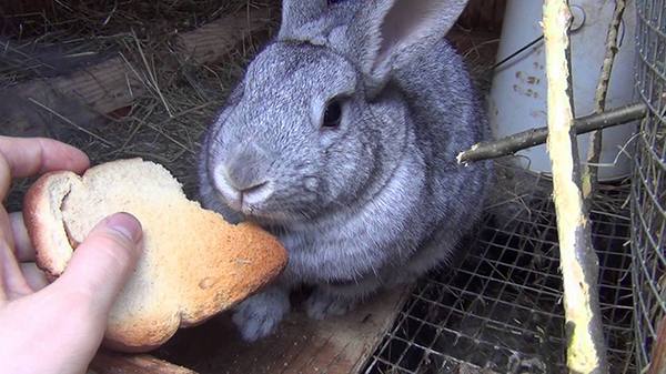 Допустимо ли кормление кроликов хлебом или сухарями с фото
