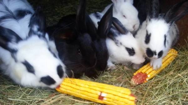 Польза кормления кроликов кукурузой - фото