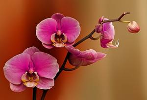 Как происходит размножение орхидей в домашних условиях с фото
