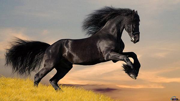 Вся информация о породе лошадей Мустанг - фото