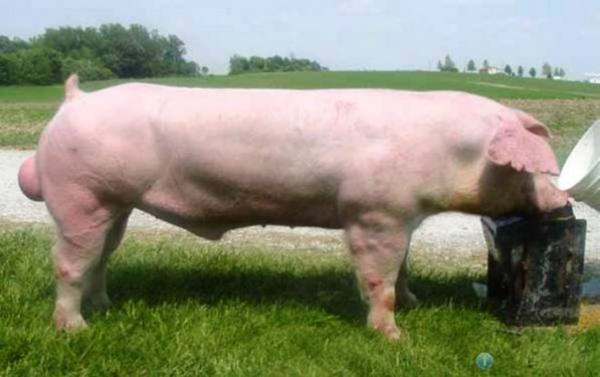 Обзор пород свиней мясного направления - фото