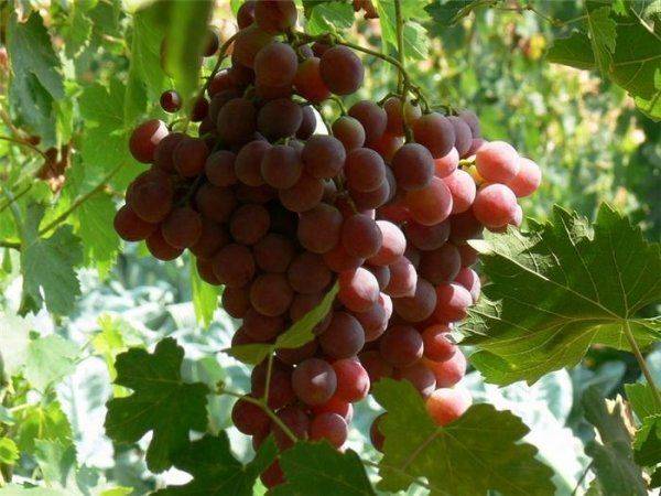 На какой год начинает плодоносить виноград и от чего это зависит с фото