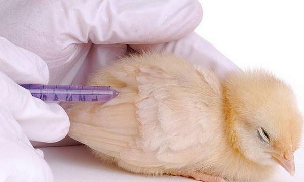 Болезни цыплят бройлеров: как и чем лечить неинфекционные болезни - фото