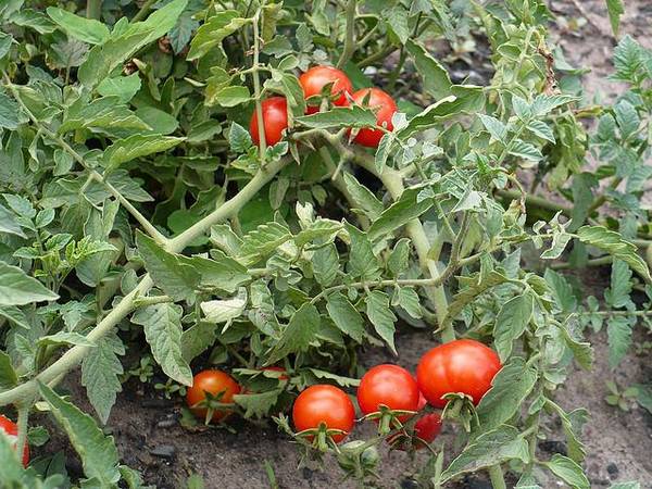 Обзор лучших сортов низкорослых томатов - фото