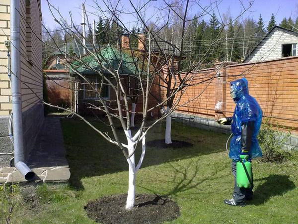 Обработка яблонь весной  надежный фронт защиты от вредителей - фото