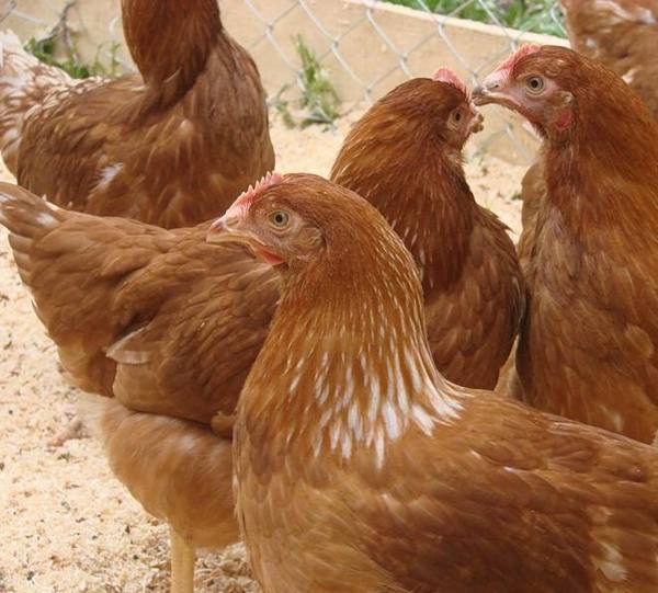 Универсальные куры для яиц и мяса - описание породы Редбро - фото