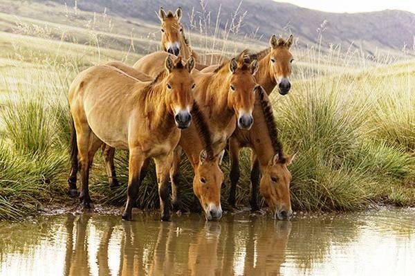 Дети монгольских степей - лошади Пржевальского - фото