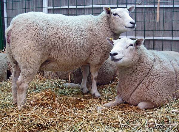 Тексель - одна из лучших мясных пород овец - фото