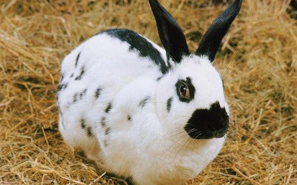 Кролики с оригинальным окрасом и названием - Бабочка - фото