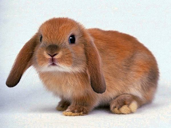 Баран - излюбленная порода кролиководов - фото