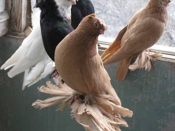 Какие бывают Бойные породы голубей? с фото