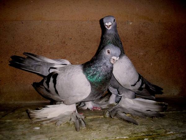 Бойные красавцы - Андижанские, Армавирские и Благодарненские голуби - фото