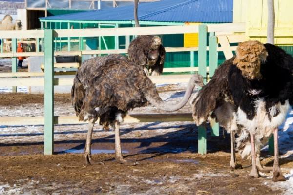 Великолепный страус - ферма в Башкирии - фото