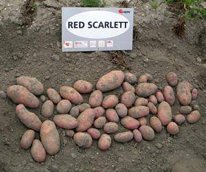 Описание картофеля Ред Скарлетт с фото