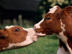 Лучшие породы коров: какие они? - фото