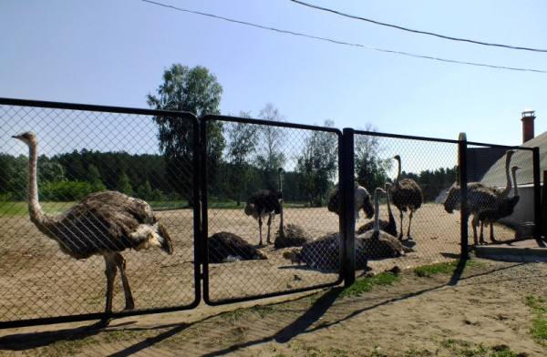 Где в Барнауле увидеть страусов? - фото