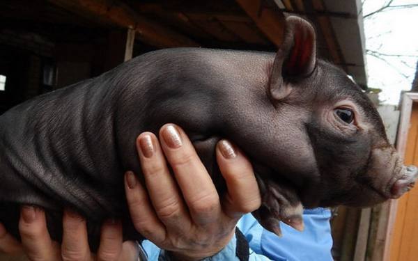 Принятие опороса у вьетнамских свиней в домашних условиях - фото